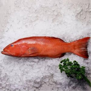 Fresh Coral Trout Fish