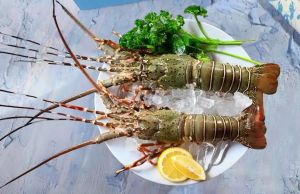 Fresh Green Whole Lobster