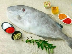 Fresh Leather Jacket Fish