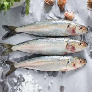 Fresh Sardine Fish