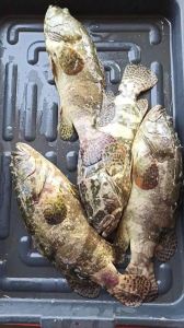 Fresh Tiger Grouper Fish
