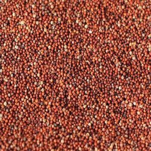 finger millet seeds