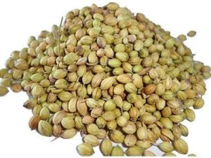 Dried Coriander Seeds