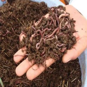 Organic Vermicompost Fertilizer