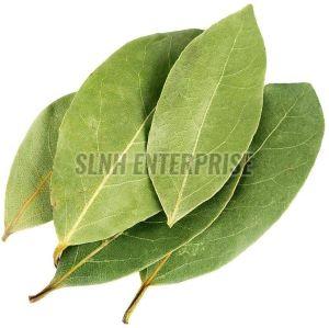 Laurel Leaves