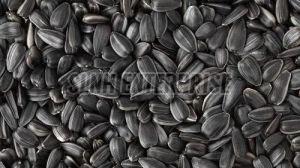 Dried Black Sunflower Seeds