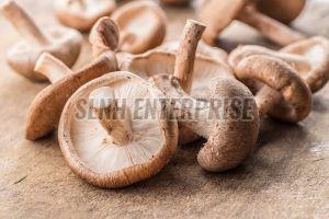 Fresh Shiitake Mushroom