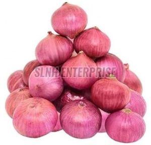 fresh onion