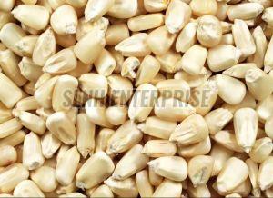 Natural White Maize Seed