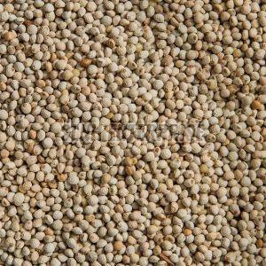 Organic Perilla Seeds