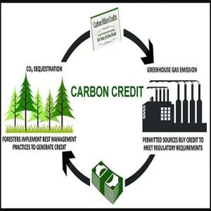 Carbon Credit Advisory Services