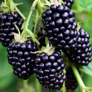 Fresh Blackberry