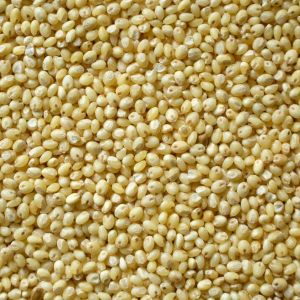Proso Millets