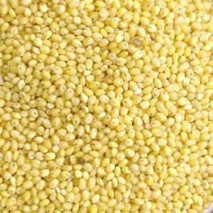 Yellow Millets