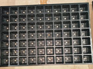 Plastic 70 Cavity Square Seedling Tray