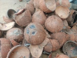 Dry Coconut Shell