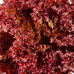 Frozen Red Lollo Rossa
