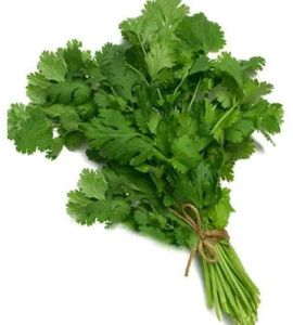 Green Fresh Coriander Leaves
