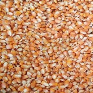 B Grade Maize Seeds
