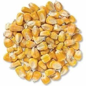 C Grade Maize Seeds