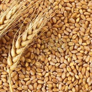Milling Wheat Seeds