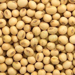 Soybean Seeds