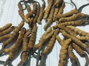 Natural Cordyceps Sinensis