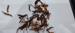 Natural Cordyceps Sinensis