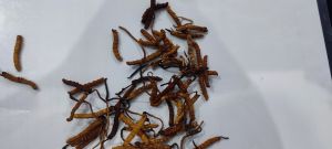 Natural Cordyceps Sinensis