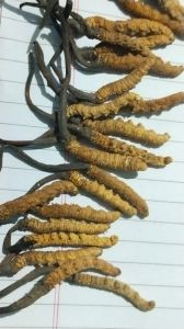 Natural Cordyceps Sinensis