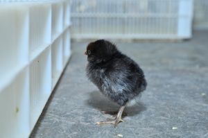 1 Day Old Black Australorp Chick