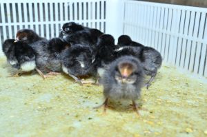 1 Day Old Black Australorp Chick