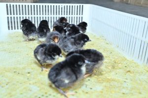 1 Day Old Black Australorp Chick