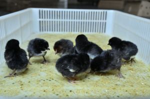 1 Day Old Black Australorp Chick