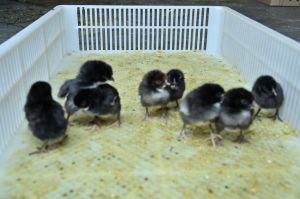 1 Day Old Black Australorp Chick
