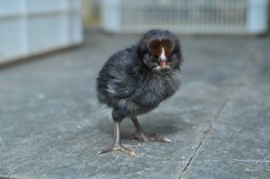 1 Day Old Black Australorp Chick