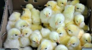Broiler Chicken Chick