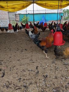 Country Chicken Ready Bird