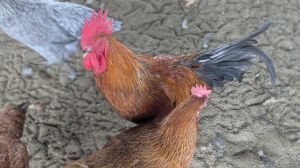 Country Chicken Ready Bird