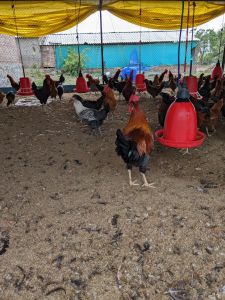 Country Chicken Ready Bird