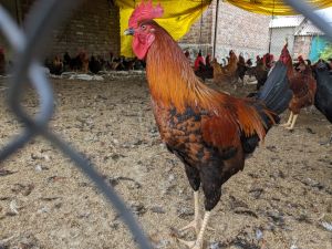 Country Chicken Ready Bird