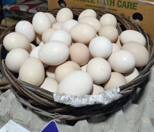 White Gavran Eggs