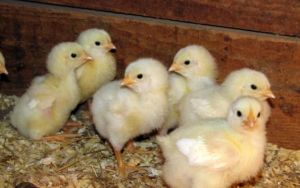 Desi Kaveri Chick