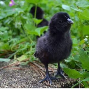 1 Day Old Black Kadaknath Chick