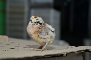 Desi Gavran Chick