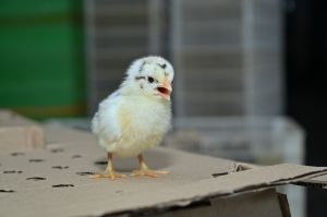 Desi Sonali Chick