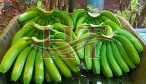 Fresh Green Banana
