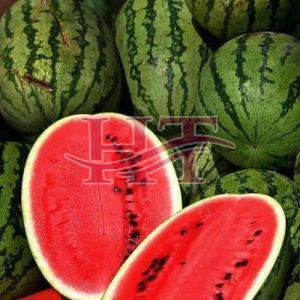 Fresh Watermelon