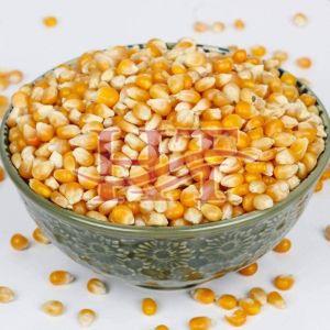 Yellow Maize Seeds