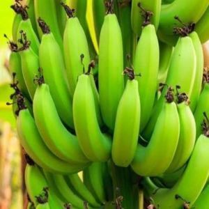Raw Green Banana